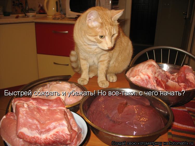 Быстрей сожрать и убежать! Но все-таки: с чего начать?... Котоматрица: Быстрей сожрать и убежать! Но все-таки: с чего начать?