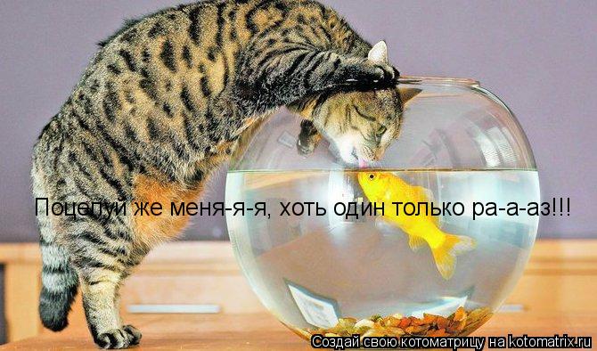 Поцелуй же меня-я-я, хоть один только ра-а-аз!!!... Котоматрица: Поцелуй же меня-я-я, хоть один только ра-а-аз!!!