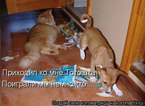 Приходил ко мне Тотошка Поиграли мы немножко....... Котоматрица: Приходил ко мне Тотошка Поиграли мы немножко....