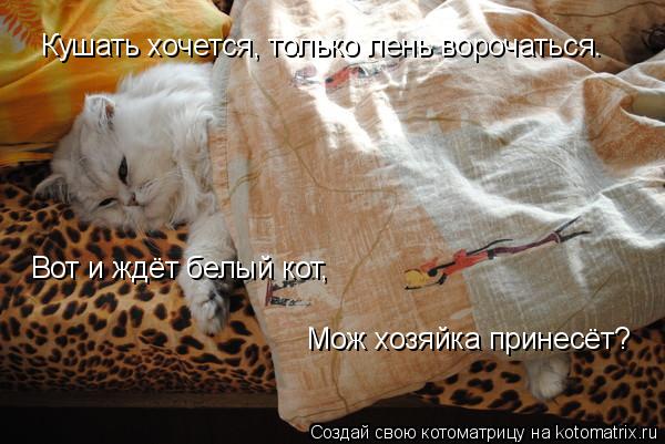 Кушать хочется, только лень ворочаться. Вот и ждёт белый кот, Мож хозяйка принесёт?... Котоматрица: Кушать хочется, только лень ворочаться. Вот и ждёт белый кот, Мож хозяйка принесёт?