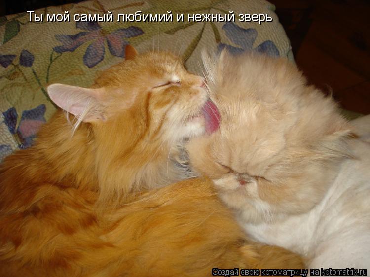 Ты мой самый любимий и нежный зверь... Котоматрица: Ты мой самый любимий и нежный зверь