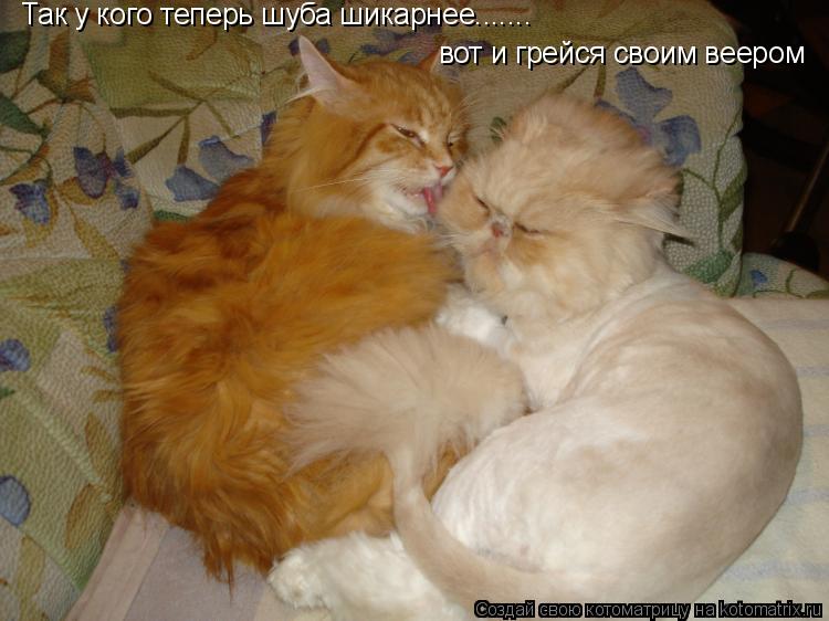 вот и грейся своим веером Так у кого теперь шуба шикарнее.......... Котоматрица: вот и грейся своим веером Так у кого теперь шуба шикарнее.......