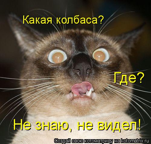 Котоматрица: Какая колбаса? Где? Не знаю, не видел!