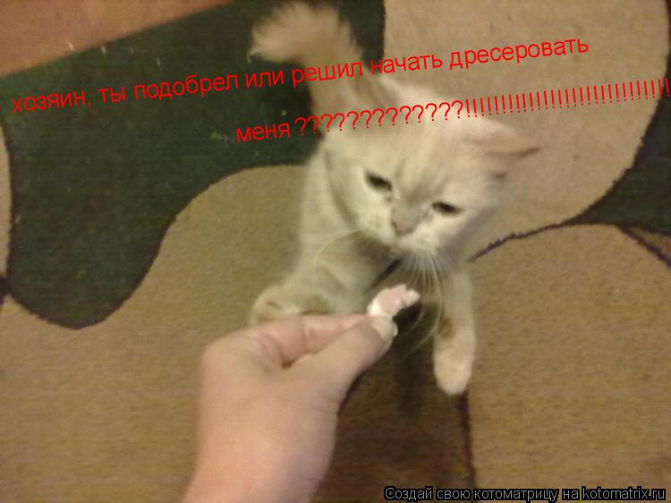 хозяин, ты подобрел или решил начать дресеровать меня ?????????????!!!!!!!!!!!!!!!!!!!!!!!!!!!!!... Котоматрица: хозяин, ты подобрел или решил начать дресеровать меня ?????????????!!!!!!!!!!!!!!!!!!!!!!!!!!!!!