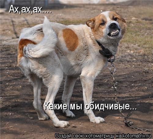 Котоматрица: Ах,ах,ах.... Какие мы обидчивые...