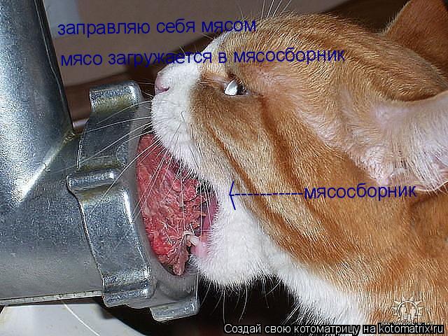 заправляю себя мясом мясо загружается в мясосборник ------------мясосборник / \... Котоматрица: заправляю себя мясом мясо загружается в мясосборник ------------мясосборник / \