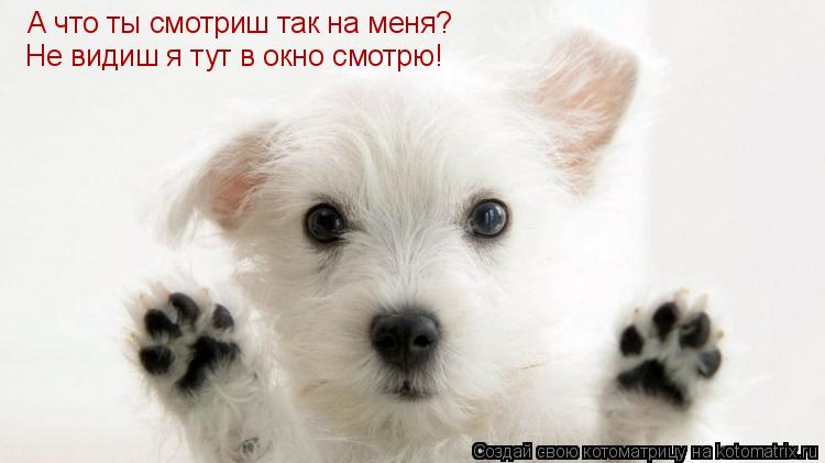 А что ты смотриш так на меня? Не видиш я тут в окно смотрю!... Котоматрица: А что ты смотриш так на меня? Не видиш я тут в окно смотрю!