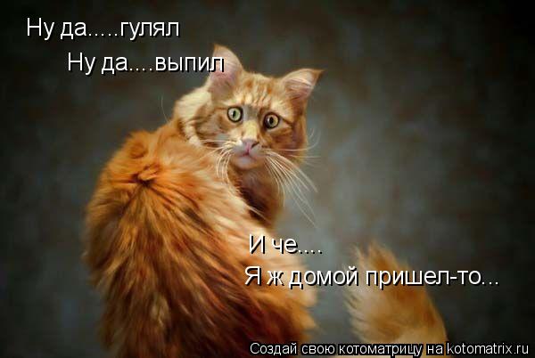 Котоматрица: Ну да.....гулял Ну да....выпил Я ж домой пришел-то... И че....