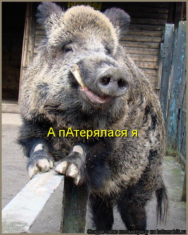 Котоматрица: А пАтерялася я