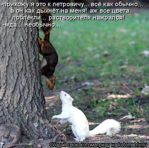 -прихожу я это к петровичу... всё как обычно... а он как дыхнёт на меня! аж все цвета поблёкли... ра... Котоматрица: -прихожу я это к петровичу... всё как обычно... а он как дыхнёт на меня! аж все цвета поблёкли... растворителя нажрался! -мда... необычно...