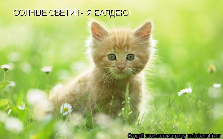 Котоматрица: СОЛНЦЕ СВЕТИТ- Я БАЛДЕЮ!