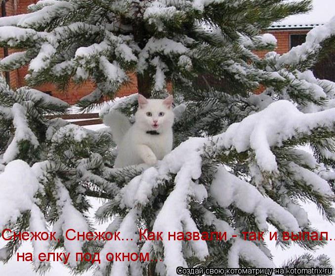 Снежок, Снежок... Как назвали - так и выпал... на елку под окном...... Котоматрица: Снежок, Снежок... Как назвали - так и выпал... на елку под окном...