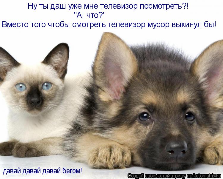 Ну ты даш уже мне телевизор посмотреть?! "А! что?" Вместо того чтобы смотреть телевизор мусор выкинул... Котоматрица: Ну ты даш уже мне телевизор посмотреть?! "А! что?" Вместо того чтобы смотреть телевизор мусор выкинул бы! давай давай давай бегом!