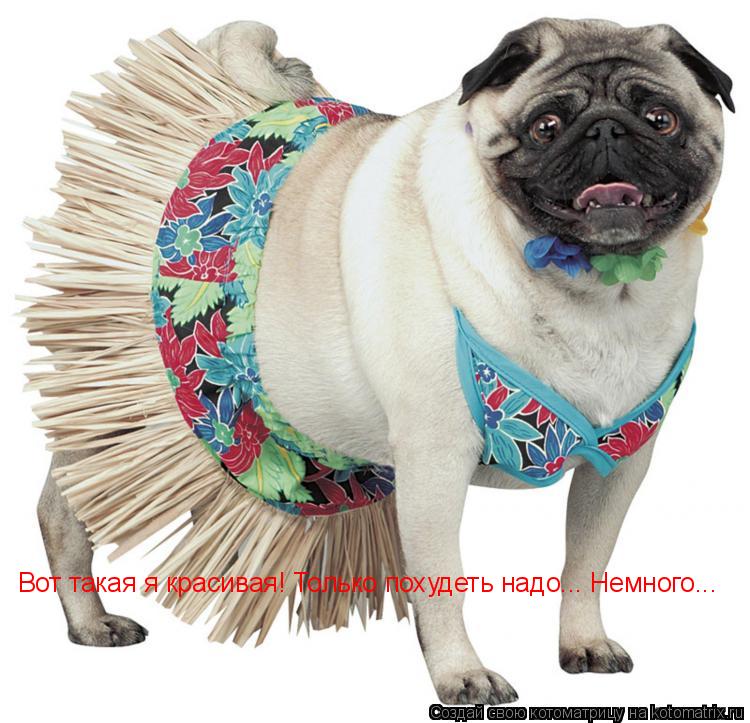 Вот такая я красивая! Только похудеть надо... Немного...... Котоматрица: Вот такая я красивая! Только похудеть надо... Немного...