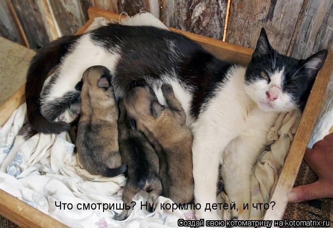 Что смотришь? Ну, кормлю детей, и что?... Котоматрица: Что смотришь? Ну, кормлю детей, и что?