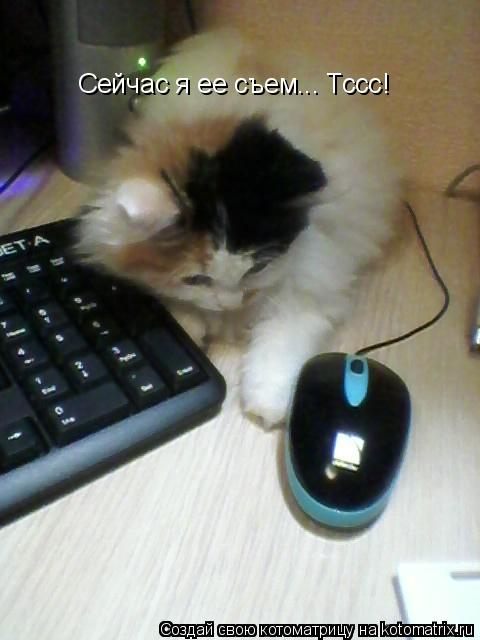 Сейчас я ее съем... Тссс!... Котоматрица: Сейчас я ее съем... Тссс!