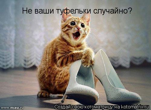 Не ваши туфельки случайно?... Котоматрица: Не ваши туфельки случайно?