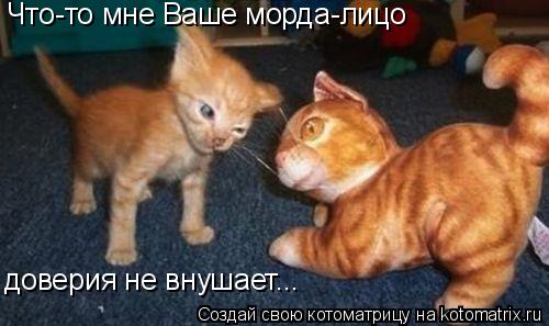 Что-то мне Ваше морда-лицо доверия не внушает...... Котоматрица: Что-то мне Ваше морда-лицо доверия не внушает...