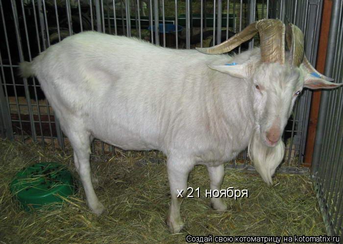 х 21 ноября... Котоматрица: х 21 ноября