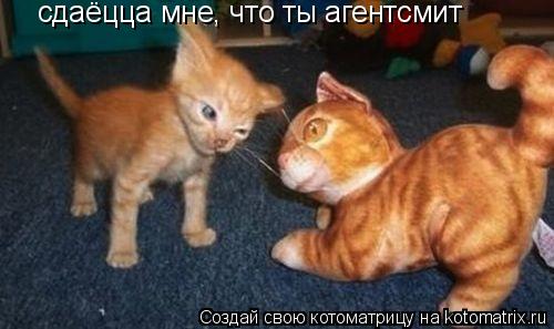 сдаёцца мне, что ты агентсмит... Котоматрица: сдаёцца мне, что ты агентсмит