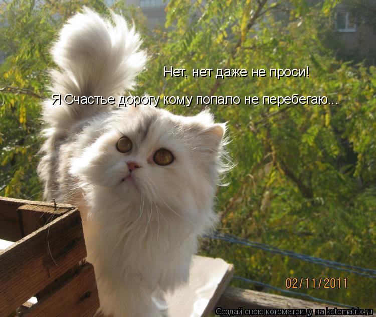 Нет, нет даже не проси! Я Счастье дорогу кому попало не перебегаю...... Котоматрица: Нет, нет даже не проси! Я Счастье дорогу кому попало не перебегаю...