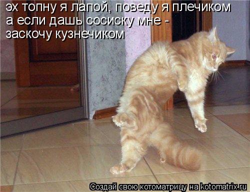 эх топну я лапой, поведу я плечиком а если дашь сосиску мне - заскочу кузнечиком... Котоматрица: эх топну я лапой, поведу я плечиком а если дашь сосиску мне - заскочу кузнечиком