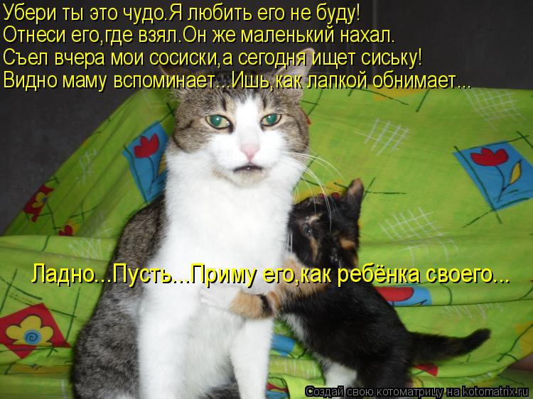 Убери ты это чудо.Я любить его не буду! Отнеси его,где взял.Он же маленький нахал. Съел вчера мои сос... Котоматрица: Убери ты это чудо.Я любить его не буду! Отнеси его,где взял.Он же маленький нахал. Съел вчера мои сосиски,а сегодня ищет сиську! Видно маму вс