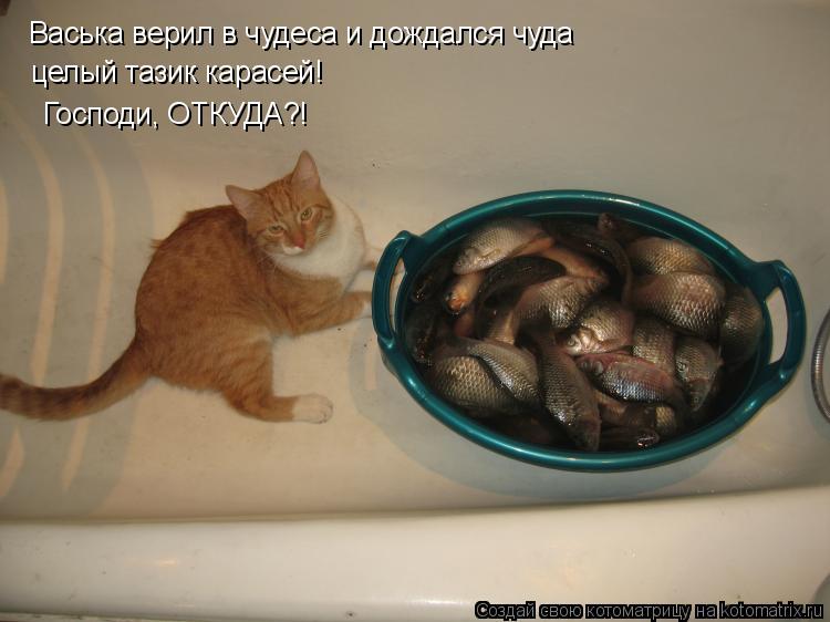 Васька верил в чудеса и дождался чуда целый тазик карасей! Господи, ОТКУДА?!... Котоматрица: Васька верил в чудеса и дождался чуда целый тазик карасей! Господи, ОТКУДА?!