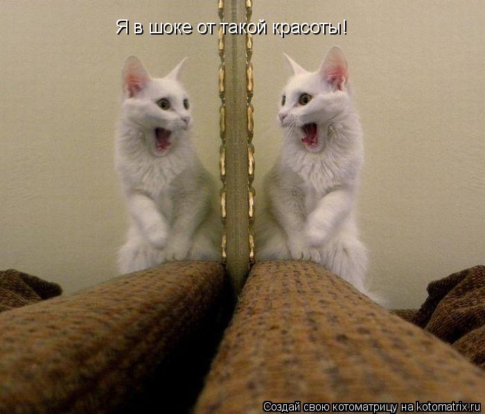 Я в шоке от такой красоты!... Котоматрица: Я в шоке от такой красоты!