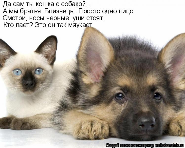 Да сам ты кошка с собакой... А мы братья. Близнецы. Просто одно лицо. Смотри, носы черные, уши стоят... Котоматрица: Да сам ты кошка с собакой... А мы братья. Близнецы. Просто одно лицо. Смотри, носы черные, уши стоят. Кто лает? Это он так мяукает.
