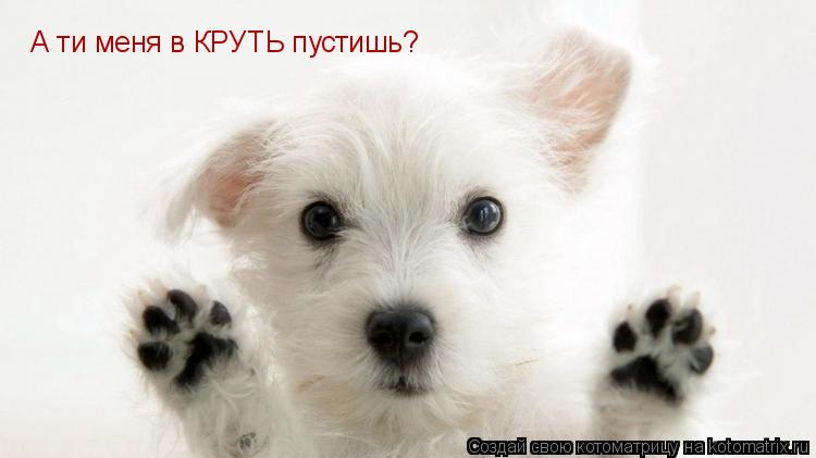 А ти меня в КРУТЬ пустишь?... Котоматрица: А ти меня в КРУТЬ пустишь?