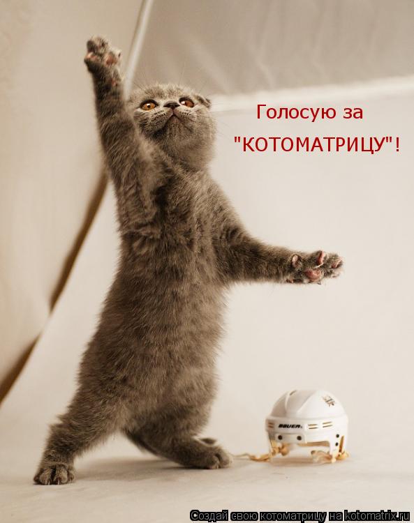 Голосую за "КОТОМАТРИЦУ"!... Котоматрица: Голосую за "КОТОМАТРИЦУ"!