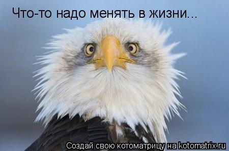 Что-то надо менять в жизни...... Котоматрица: Что-то надо менять в жизни...