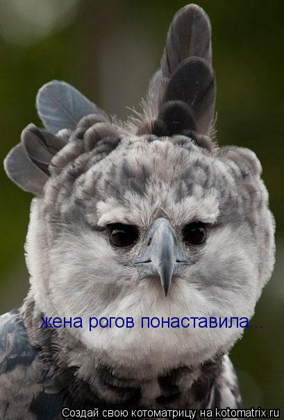 жена рогов понаставила...... Котоматрица: жена рогов понаставила...