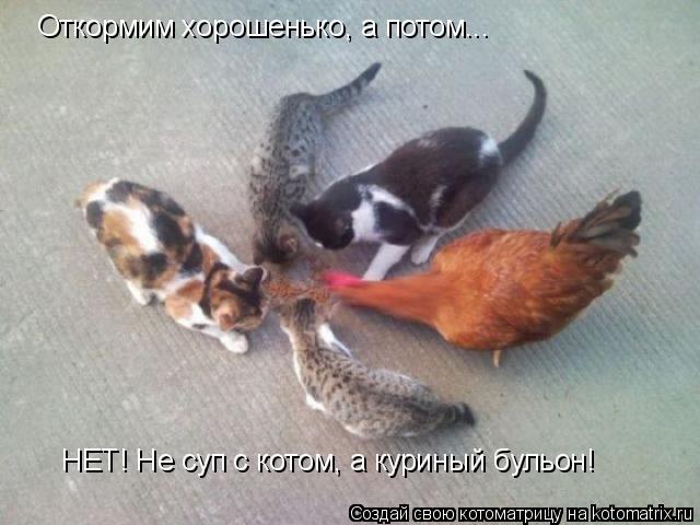 Откормим хорошенько, а потом... НЕТ! Не суп с котом, а куриный бульон!... Котоматрица: Откормим хорошенько, а потом... НЕТ! Не суп с котом, а куриный бульон!