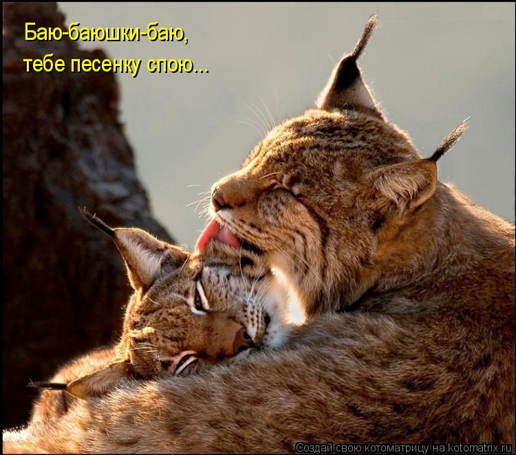 Баю-баюшки-баю, тебе песенку спою...... Котоматрица: Баю-баюшки-баю, тебе песенку спою...