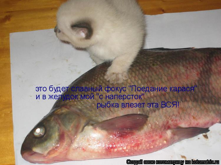 это будет славный фокус "Поедание карася" и в желудок мой "с наперсток" рыбка влезет эта ВСЯ!... Котоматрица: это будет славный фокус "Поедание карася" и в желудок мой "с наперсток" рыбка влезет эта ВСЯ!