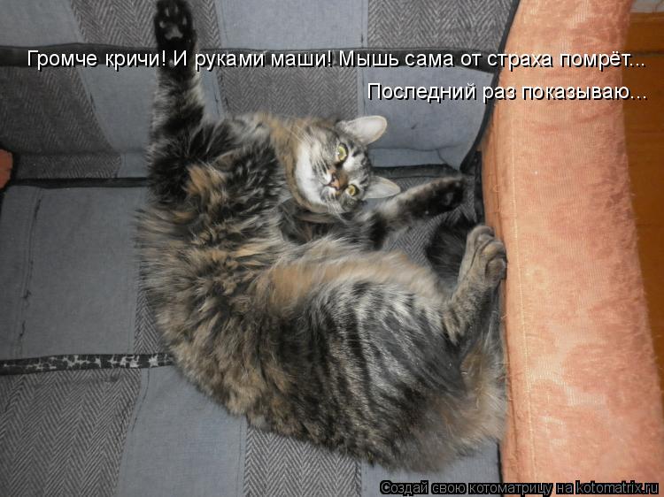 Громче кричи! И руками маши! Мышь сама от страха помрёт... Громче кричи! И руками маши! Мышь сама от ... Котоматрица: Громче кричи! И руками маши! Мышь сама от страха помрёт... Громче кричи! И руками маши! Мышь сама от страха помрёт... Последний раз показываю...