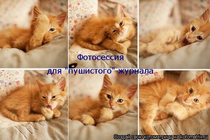 Фотосессия для "пушистого" журнала... Котоматрица: Фотосессия для "пушистого" журнала