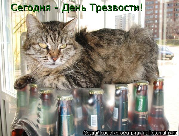 Сегодня - День Трезвости!... Котоматрица: Сегодня - День Трезвости!