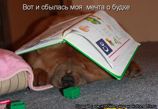 Вот и сбылась моя мечта о будке... Котоматрица: Вот и сбылась моя мечта о будке