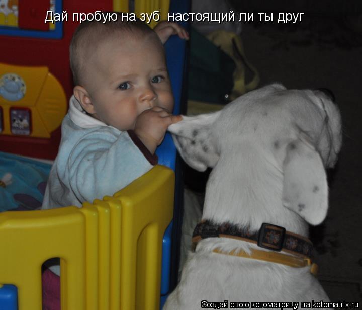 Дай пробую на зуб настоящий ли ты друг... Котоматрица: Дай пробую на зуб настоящий ли ты друг