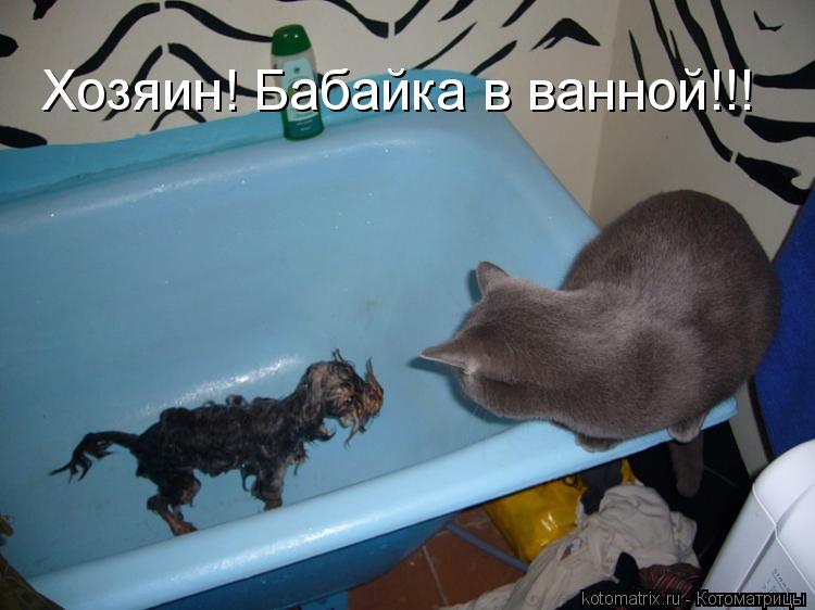 Котоматрица: Хозяин! Бабайка в ванной!!!