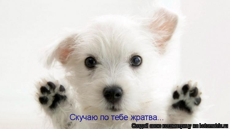 Скучаю по тебе жратва...... Котоматрица: Скучаю по тебе жратва...