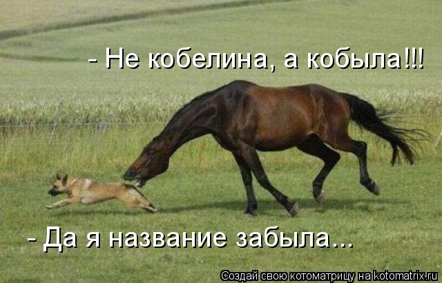 - Не кобелина, а кобыла!!! - Да я название забыла...... Котоматрица: - Не кобелина, а кобыла!!! - Да я название забыла...
