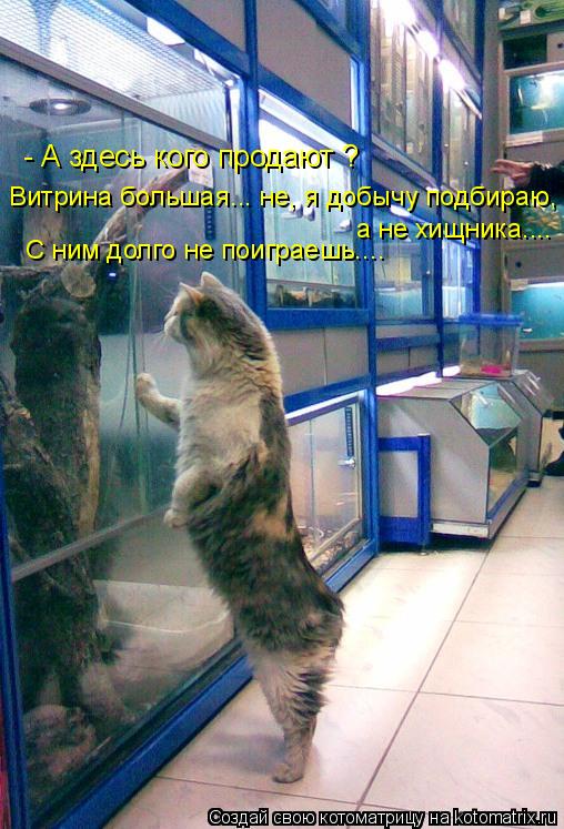- А здесь кого продают ? Витрина большая... не, я добычу подбираю, а не хищника.... С ним долго не по... Котоматрица: - А здесь кого продают ? Витрина большая... не, я добычу подбираю, а не хищника.... С ним долго не поиграешь....