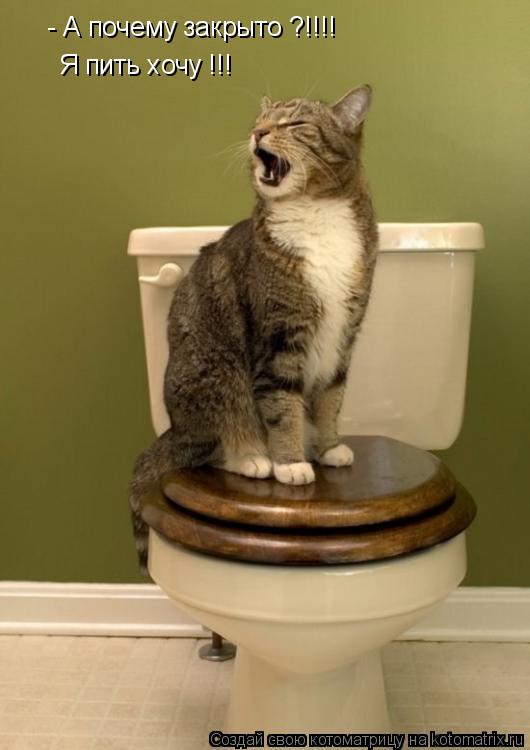 - А почему закрыто ?!!!! Я пить хочу !!!... Котоматрица: - А почему закрыто ?!!!! Я пить хочу !!!