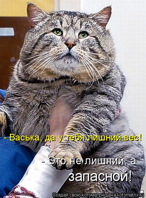 - Васька, да у тебя лишний вес! запасной! запасной! - Это не лишний, а... Котоматрица: - Васька, да у тебя лишний вес! запасной! запасной! - Это не лишний, а