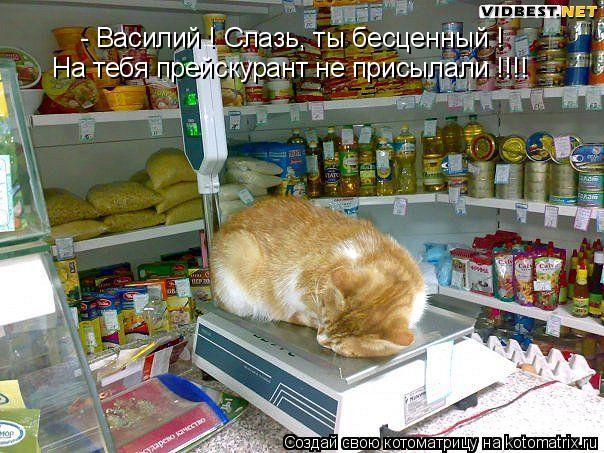 - Василий ! Слазь, ты бесценный ! На тебя прейскурант не присылали !!!!... Котоматрица: - Василий ! Слазь, ты бесценный ! На тебя прейскурант не присылали !!!!