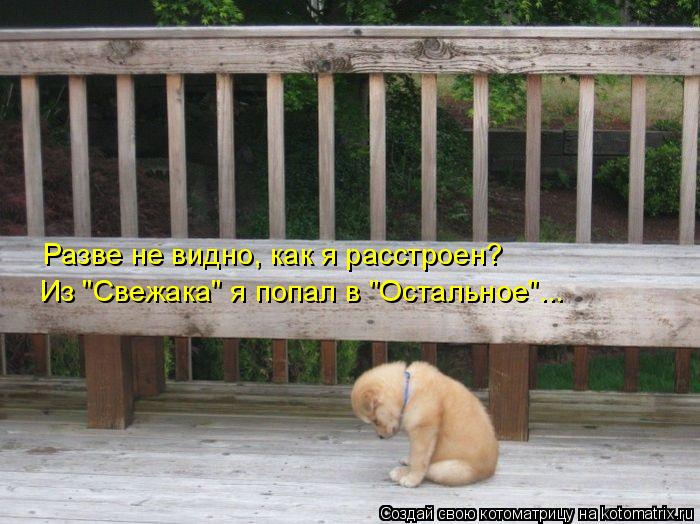 Разве не видно, как я расстроен? Из "Свежака" я попал в "Остальное"...... Котоматрица: Разве не видно, как я расстроен? Из "Свежака" я попал в "Остальное"...